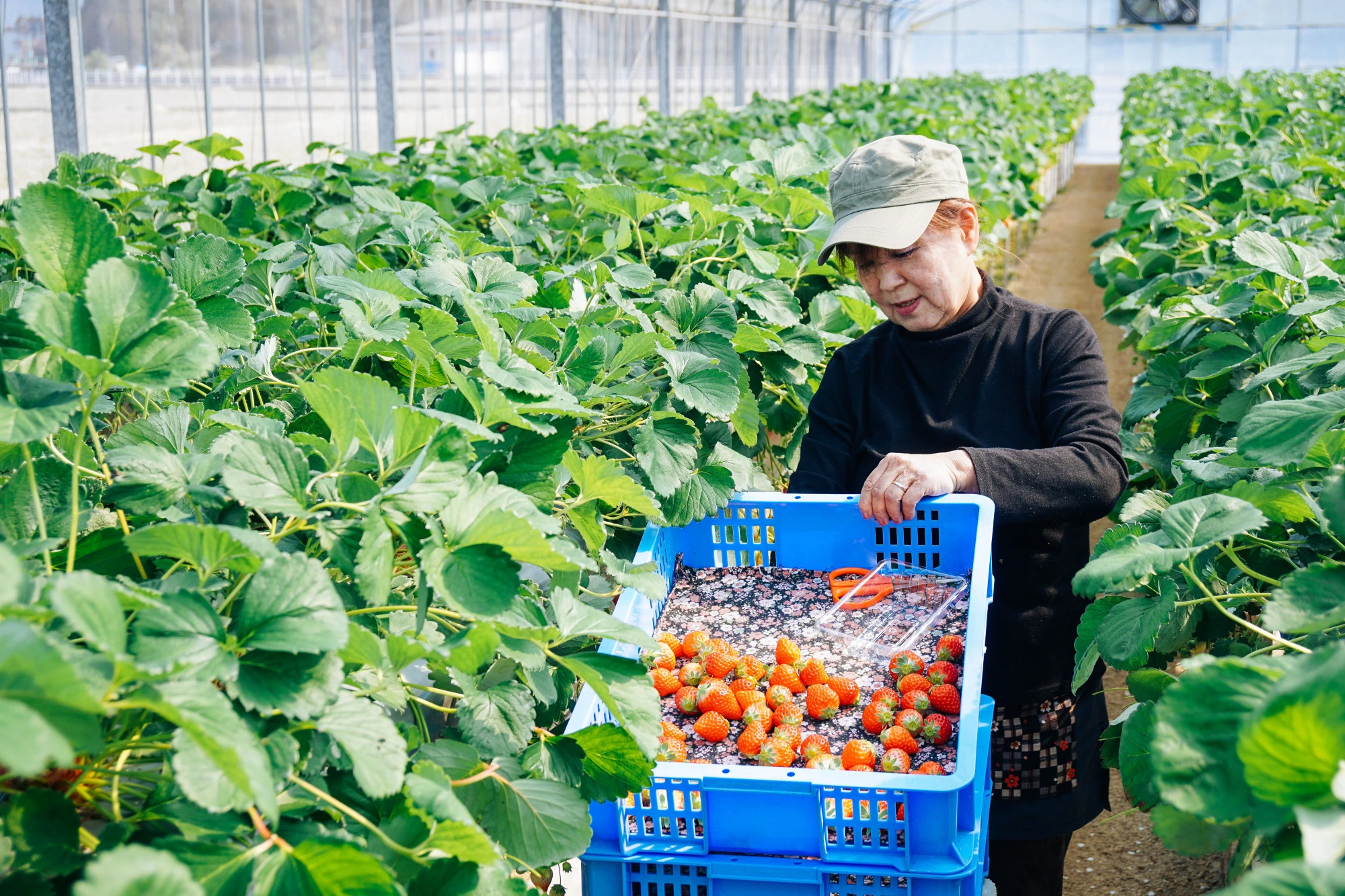 Agriculture